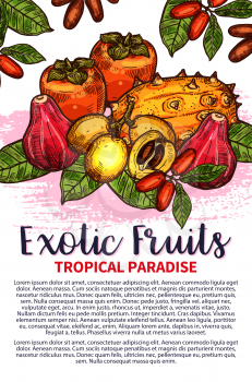 Exotic fruits sketch poster for fruit farm market or summer paradise. Vector design of tropical pitaya dragon fruit or passion fruit and ambarella, fresh durian, kuruba or tamarillo and grenadilla