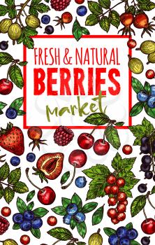 Berries and fresh organic berry fruits sketch poster of farm strawberry, raspberry and grape. Vector cherry, blueberry or blackberry and gooseberry, red currant and blackcurrant harvest
