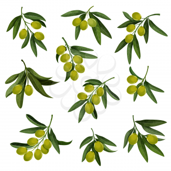 Green olives icons for extra virgin olive oil product packaging design. Vector organic fresh best quality olives for premium Italian or Spanish cuisine eco product or Mediterranean cuisine
