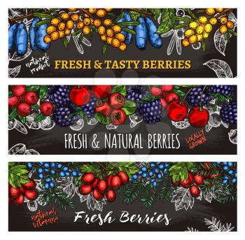 Berry harvest sketch banners. Vector wild and farm berries of honeysuckle, sea buckthorn fruits or juniper and hawthorn or whitethorn, cherry or blackberry and blueberry