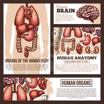 Anatomy of human internal and external organs banner template set. Silhouette of a man with lungs, heart and liver, stomach, kidney and intestine, brain, spine and ear sketches for healthcare design