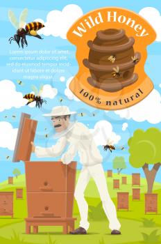 Beekeeper at apiary, honey beekeeping farm poster. Vector cartoon beekeeper man taking natural organic honey in honeycomb from beehive