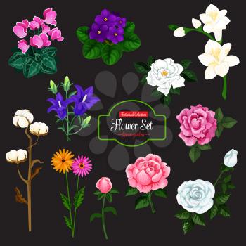 Flower bunch icon set of garden and house flowering plant. Rose, gerbera and violet, bell, freesia, cyclamen and cotton flower boll with white, pink and violet blossom for floral decoration design