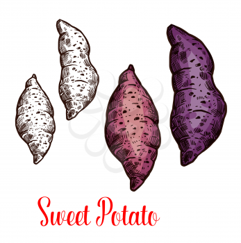 Sweet potato isolated sketch of fresh root vegetable. Raw yam and batata icon of edible plant for agriculture, healthy organic food and vegetarian diet ingredient design