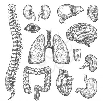 Human body organs anatomy sketch icons of heart, brain or lungs and kidney or bladder organ, eye, tooth or esophagus and spleen. Isolated set of internal organs of digestive, respiratory body system
