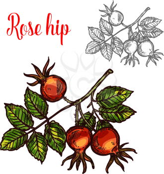 Rose hip fruit sketch icon. Vector botanical design of rose hep or haw berry fruit of dog rose plant with leaf for juice or jam dessert or farmer market isolated color sketch symbol