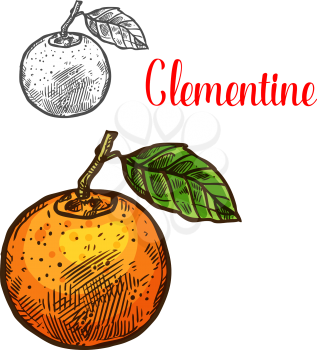 Clementine citrus fruit sketch icon. Vector isolated symbol of fresh whole mandarin or tangerine orange fruit botanical design for fruits dessert or farmer market