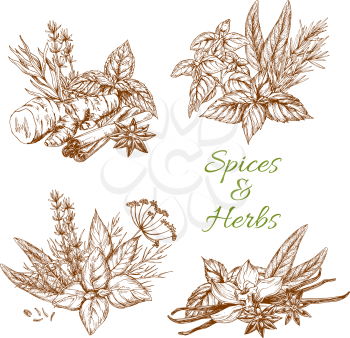 Herbs and spices seasonings and condiments of lemongrass, thyme and tarragon or parsley and rosemary. Vector design of organic and farm grown peppermint, cilantro or cinnamon and ginger