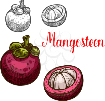 Mangosteen fruit sketch color icon. Vector botanical sketch design of exotic tropical purple mangosteen whole and peeled for fruits jam or juice dessert and farmer market