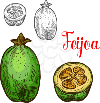 Feijoa fruit sketch color icon. Vector botanical sketch design of exotic tropical pineapple guava or guavasteen whole and slice cut for fruits jam or juice dessert and farmer market