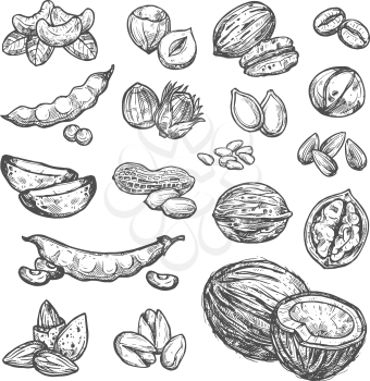 Nut, seed and bean sketch set of healthy super food design. Peanut, walnut and hazelnut, pistachio, almond and cashew, pecan, macadamia, coffee and soy bean, coconut, sunflower and pumpkin seed