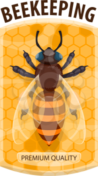 Beekeeping icon with honey bee and honeycomb. Honey bee sitting on comb isolated cartoon symbol for honey packaging label, sweet food and healthy dessert tag design