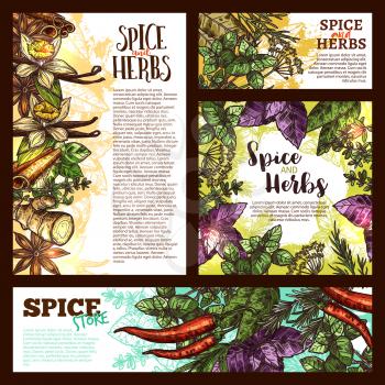 Spice and herbs sketch banner of aromatic vegetable and plant. Mint, basil and chili pepper, rosemary, thyme and cinnamon, ginger, vanilla and star anise, bay leaf, oregano and dill, cumin and sage