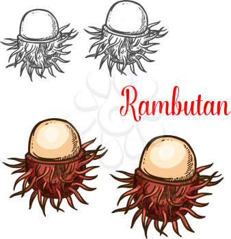 Rambutan tropical fruit isolated sketch of exotic asian berry. Ripe peeled rambutan with red pliable spines for malaysian and thai dessert, natural juice and healthy vegetarian food themes design