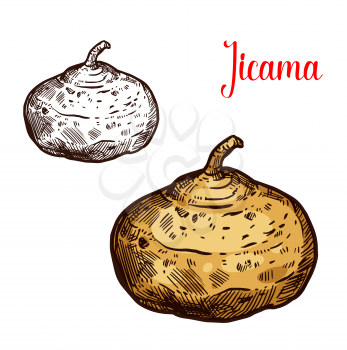 Jicama vector sketch. Botanical design of Mexican yam bean or turnip vegetable or Pachyrhizus erosus tropical fruit for food or farmer market and agriculture design