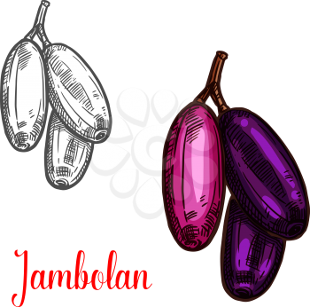 Jambolan indian tropical fruit sketch. Bunch of exotic java plum or jambul with ripe purple berry for natural juice, vegetarian snack food and sweet jam dessert label design