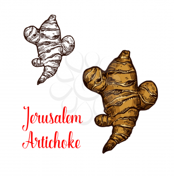 Jerusalem artichoke root vegetable isolated sketch. Brown tuber of sunroot, earth apple or topinambour veggies icon of natural organic superfood