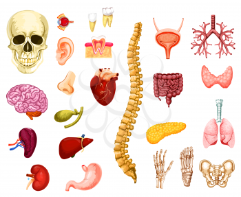 Human organs, joints and bones icons anatomy. Vector isolated brain, heart or lungs and liver with skull, spine or pelvis adn hand with foot, kidney or ear and bladder with nerve system