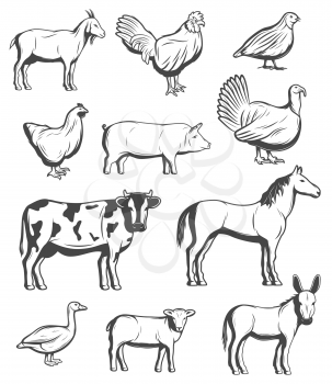 Farm animals, cattle and poultry birds. Vector farmer household of cow and goat, horse and sheep, pig and donkey mule and turkey, hen chicken, cock and quail, goose bird
