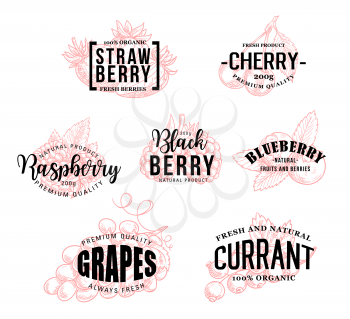 Berry lettering sketch calligraphy for farm market. Vector harvest or strawberry, cherry or organic raspberry and blueberry with blackberry, grapes and currant for juice or jam package design