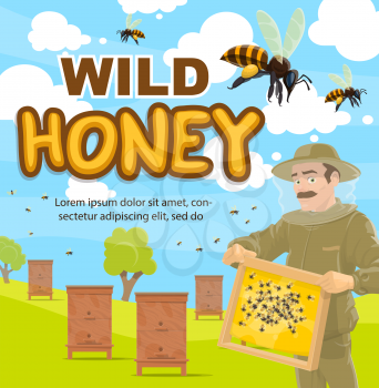 wild honey beekeeping poster of beekeeper at apiary with honeycomb. Vector cartoon design of man in protective outfit taking honey from beehives with bees swarm around