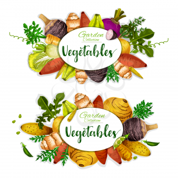 Exotic vegetables, bean and herbs vector posters with fresh veggies. Sweet potato, corn and yam, radish, turnip and celery, cassava, chayote and jerusalem artichoke, arracacia, cyclanthera and jicama