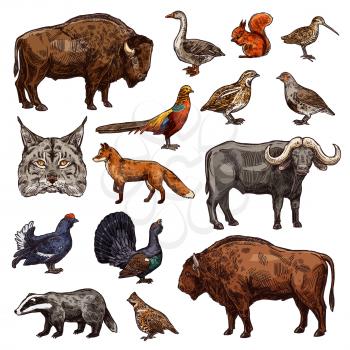 Wild animals and birds icons of hunting sport vector theme. African buffalo, bison and forest fox, pheasant, goose and quail, ox, grouse and lynx, squirrel, badger, partridge and woodcock sketches