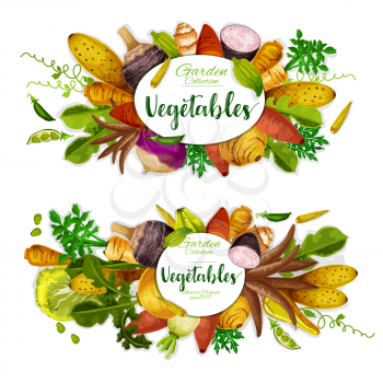 Exotic vegetables, beans and herbs with sweet potato, radish and corn, yam, celery and turnip, jerusalem artichoke, cassava and arracacia, cyclanthera, jicama and chayote. Farm veggies vector design