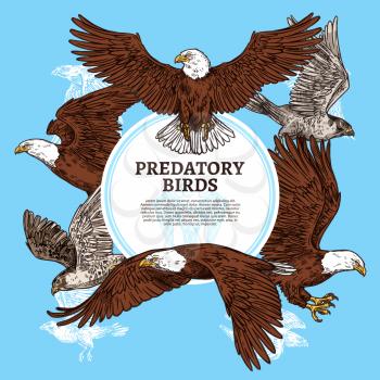 Eagles, falcons and predatory birds. Vector sketch vultures and hawks birds of prey and or bald eagle, falconry or falcon hunt
