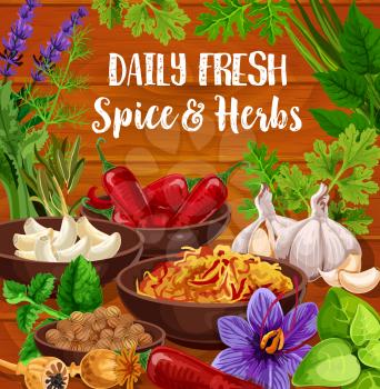 Seasonings of herbs and cooking spices, vector. Chili and garlic, nutmeg and poppy, fresh and dried saffron. Rosemary and mint, basil and dill, cilantro and lavender, coriander seeds