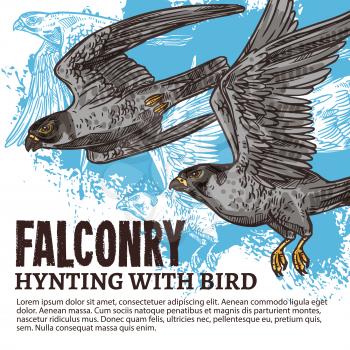 Falconry hunting sport, sketch with wild falcon birds. Predator species with broad wings, sharp beaks and claws. Hawk with grey plumage flying in sky. Vector illustration
