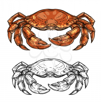 Crab sea animal sketch of marine shellfish vector design. Ocean crustacean with red claws, pincers, carapace and walking legs. Seafood, underwater wildlife, mediterranean cuisine restaurant menu theme