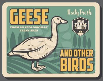 Goose bird on the field retro poster, farm. Domestic geese and other birds banner of animal with wings and beak. Natural fat poultry for dishes and food