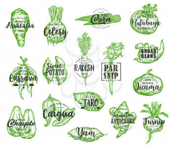 Organic food, vector vegetables silhouettes and lettering. Arracacia and celery, corn and rutabaga, cassava and potato, radish and parsnip, jicama and chayote. Artichoke and turnip veggie