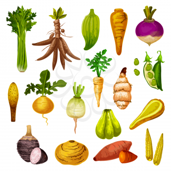 Root vegetables or veggie tuber icons. Vector sweet potato, radish or turnip and legume bread beans, natural jicama and cassava, manioc or celery and rutabaga, caigua and yam, little corn