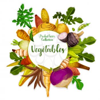Vegetable tuber roots and farm veggies. Vector vegan sweet potato, radish or turnip and legume bread beans with jicama and cassava manioc. Vegetarian healthy food