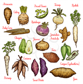 Vegetables sketches with taproots, beans and tubers of exotic plants. Radish, yam and celery, sweet potato, turnip and parsnip, baby corn, broad bean and rutabaga, taro, chayote, jerusalem artichoke