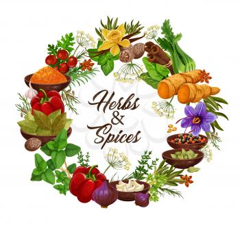 Spices and herbs, vector seasonings and condiments. Anise and oregano, rosemary and thyme, ginger and vanilla, mint and cinnamon, basil and dill, cumin and bell pepper, sage and bay leaf seasonings