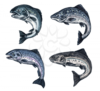 Salmon or trout fish sketch icons of fishing industry or seafood restaurant menu. Vector freshwater river pink salmon or saltwater sea humpback salmon, oncorhynchus gorbuscha species
