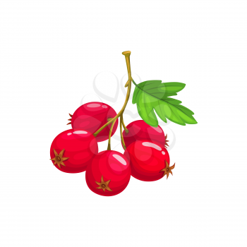 Hawthorn berries fruits, food from farm garden and wild forest isolated. Vector hawthorn berries with leaves, crataegus fruit, whitethorn branch. Thornapple, may-tree hawberry, red quickthorn