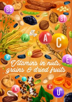 Nuts, organic cereals and dried fruits, healthy food vitamins. Vector superfood coconut, wheat and rye or buckwheat grain, dried apricot and prune with figs and coffee beans, hazelnut and peanut nuts
