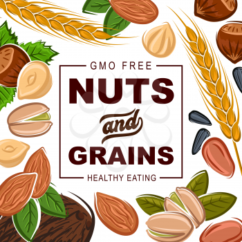 Nuts and grains, natural healthy food organic cereals nutrition. Vector GMO free coconut, hazelnut or walnut and almond, sunflower seeds and pistachio nuts, wheat and rye or buckwheat grain
