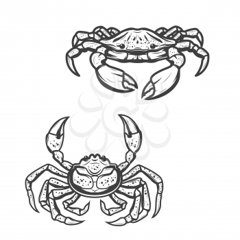 Crab isolated sketch animal icons. Vector marine underwater blua nd opilio ored king crab or crawfish crustacean. Sea or ocean fishing, fishery