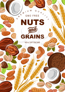 Cereal grains and nuts organic food nutrition. Vector healthy wheat and rye or buckwheat grain, coconut and hazelnut, walnut and almond, sunflower seeds and pistachio nuts