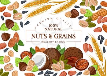 Nuts, grains and organic cereals, natural healthy food nutrition. Vector coconut, hazelnut and walnut, sunflower seeds and pistachio nuts, wheat and rye, buckwheat cereals