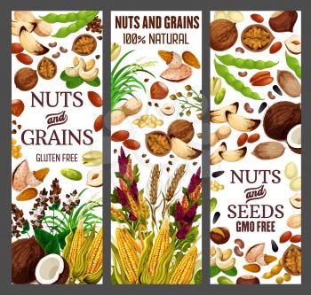 Nuts and cereals, natural organic GMO free grain, gluten free super food nutrition. Vector healthy vegan raw superfood corn, beans, wheat and rye or buckwheat grain, hazelnut, almond and walnut