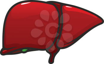 Liver anatomy isolated vector icon. Human internal organ, anatomical structure in digestion system
