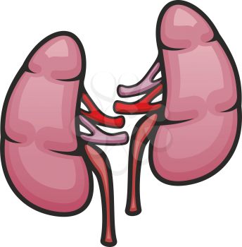 Pair of kidneys in abdominal cavity. Vector human internal organ isolated icon