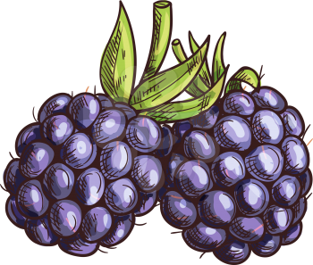 Garden bramble berry isolated summer fruit sketch. Vector blackberry food, forest berries