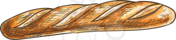 French bread isolated long narrow loaf. Vector sketch of wheat baguette, pastry food